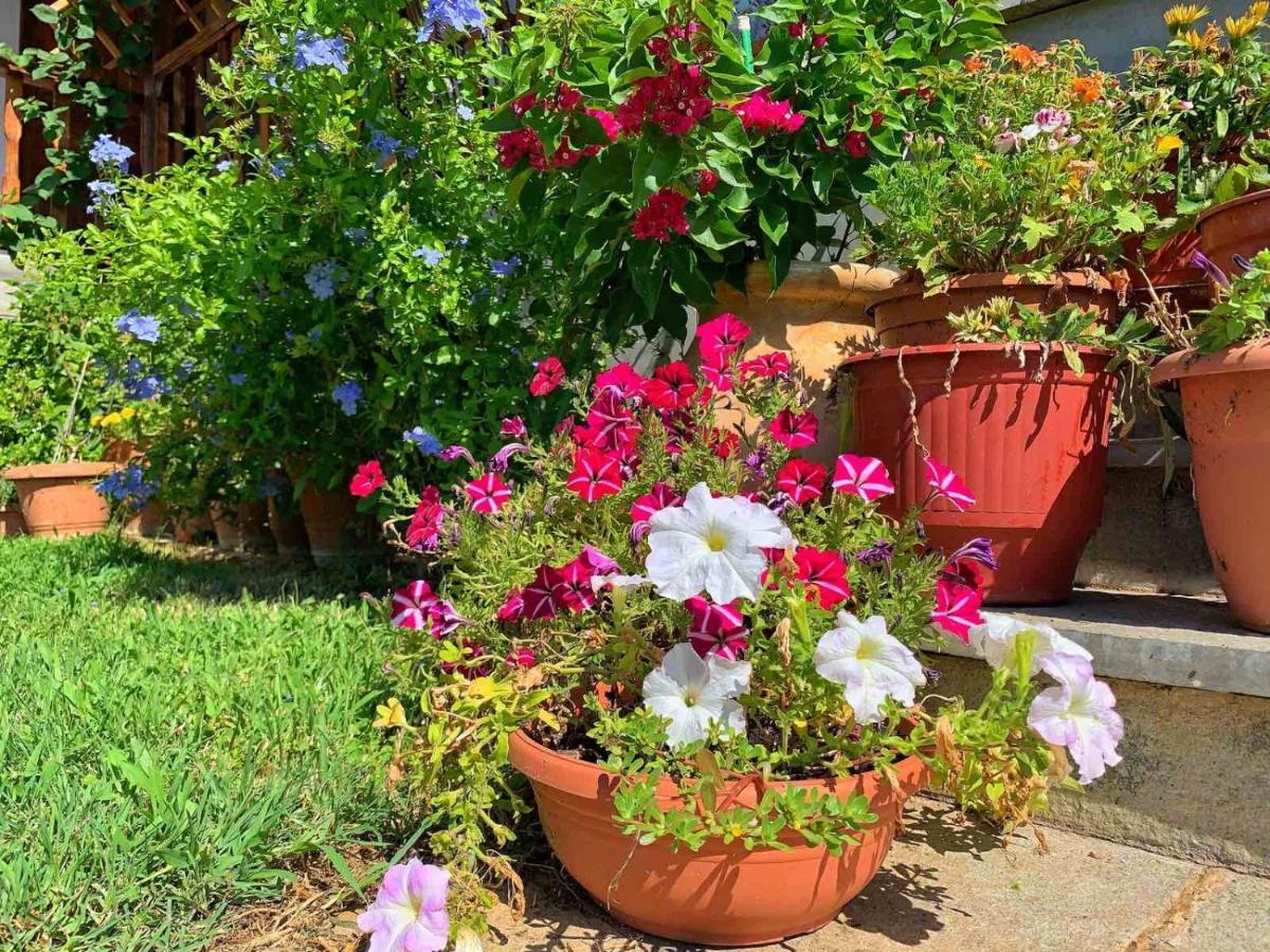فيلا Ivonnis Garden Mesimvria  المظهر الخارجي الصورة